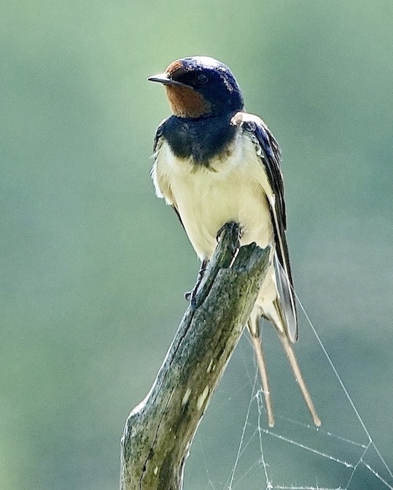 swallow